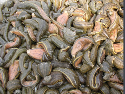 水蛭--百度百科