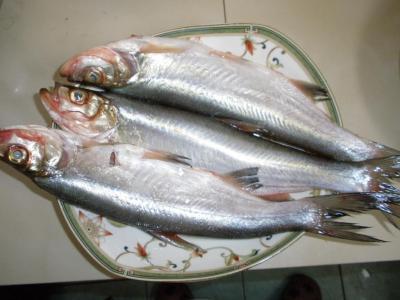 白鱼生长快,个体大,最大个体可达10公斤,其肉质白而细嫩,味美而不腥