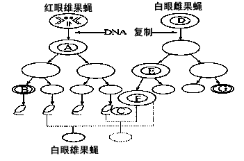 果蝇相对性状图片