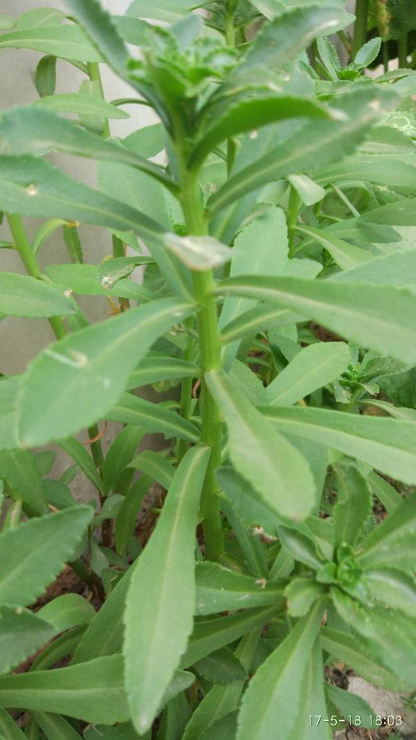 18 景天三七 又名:费菜(救荒本草)土三七(通称),旱三七,四季还阳(湖北