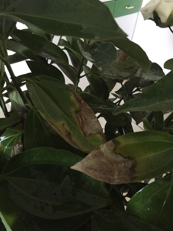 平安树叶子自下而上干枯发黄,而且不长新叶,在新疆,每天浇一次水.