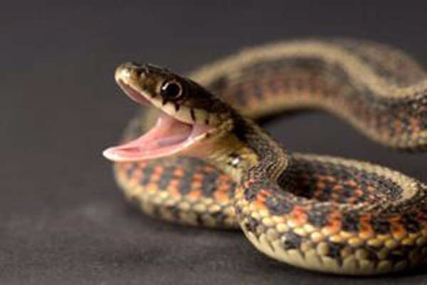 蟒蛇身上的残足的作用是什么?