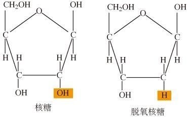 脱氧核糖和脱氧核糖核酸有什么区别