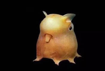 笨蛋章鱼的图片