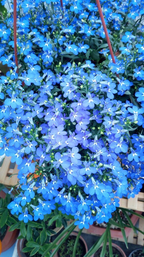 六倍利的花期是几月?