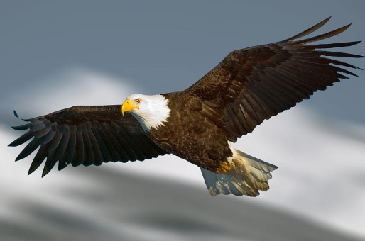 扩展资料: 老鹰是小型猛禽,与一般鸟类不同,雌鸟体型往往比雄鸟更大.