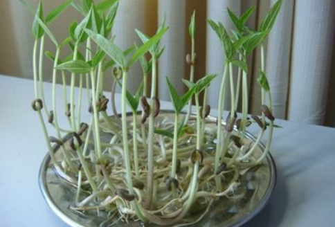 绿豆种子发芽试验怎么做?(我没带科学书!