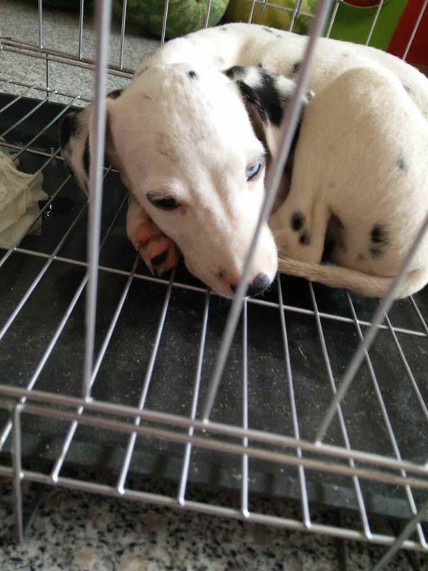 能帮我看看这只斑点狗的两只眼睛不一样怎么回