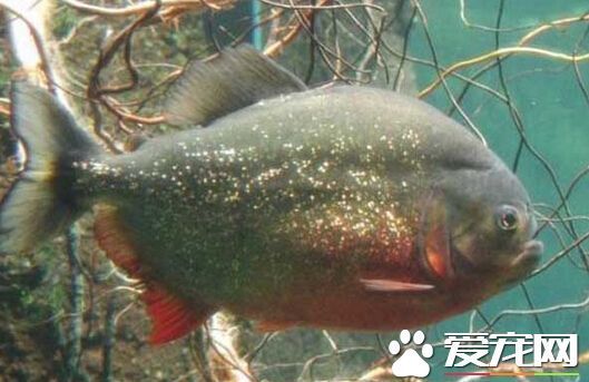 食人鲳能吃吗 食人鲳是可以被食用的