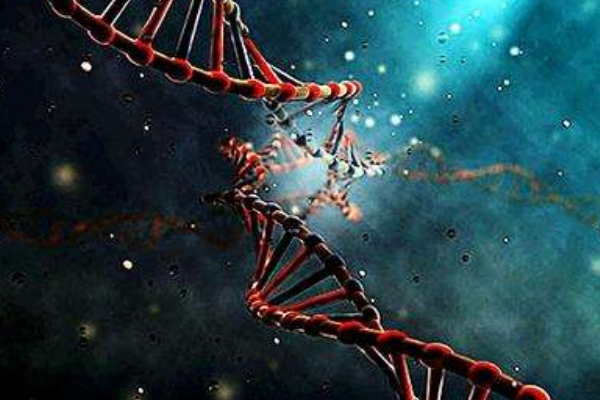 基因突变里的"野生型"和"突变型"有什么的区别?