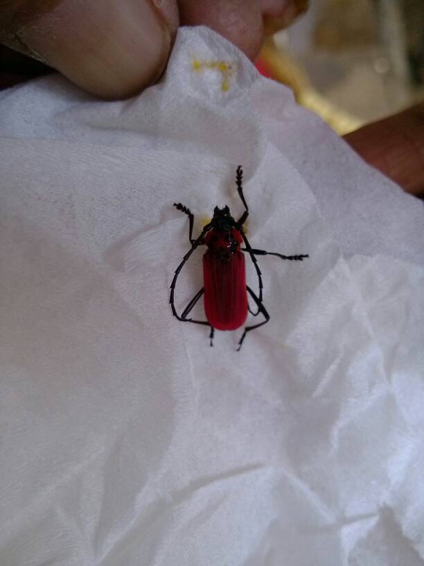 被这虫子咬了,有毒吗