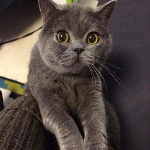 图中的猫是英短蓝猫吗?