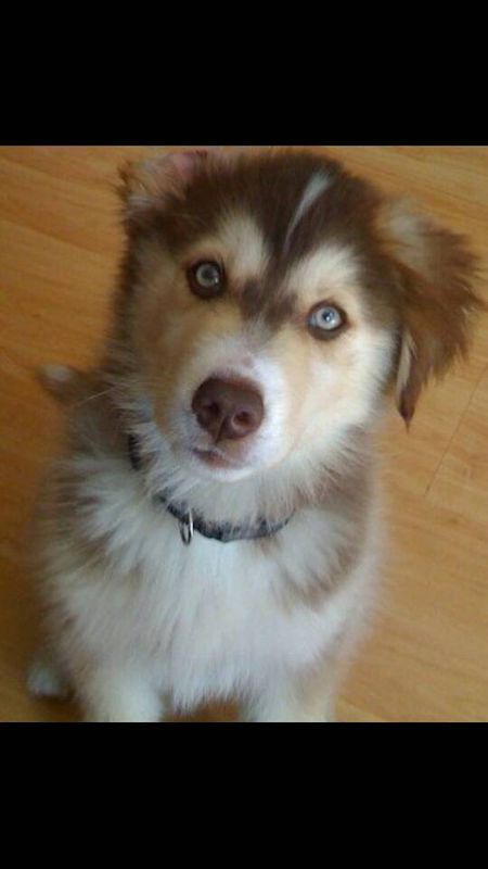 哈士奇和金毛犬杂交，15只可能2只很可爱，可是万一杂到不好看的没人养就好可怜啊。。。不过话说话，我