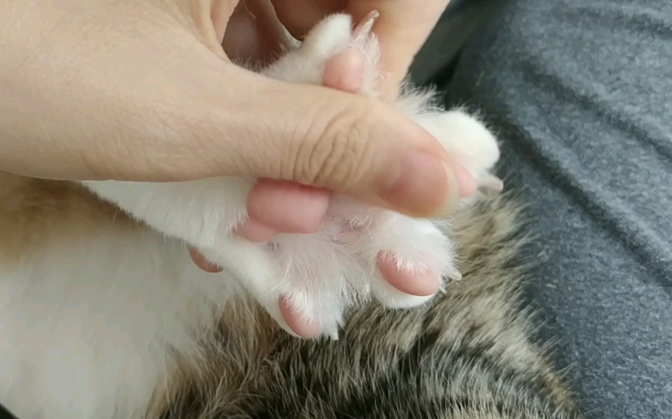 张开爪子搓脚心,白 手套粉 爪爪,爪控