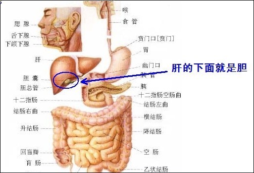 胆在什么位置图片