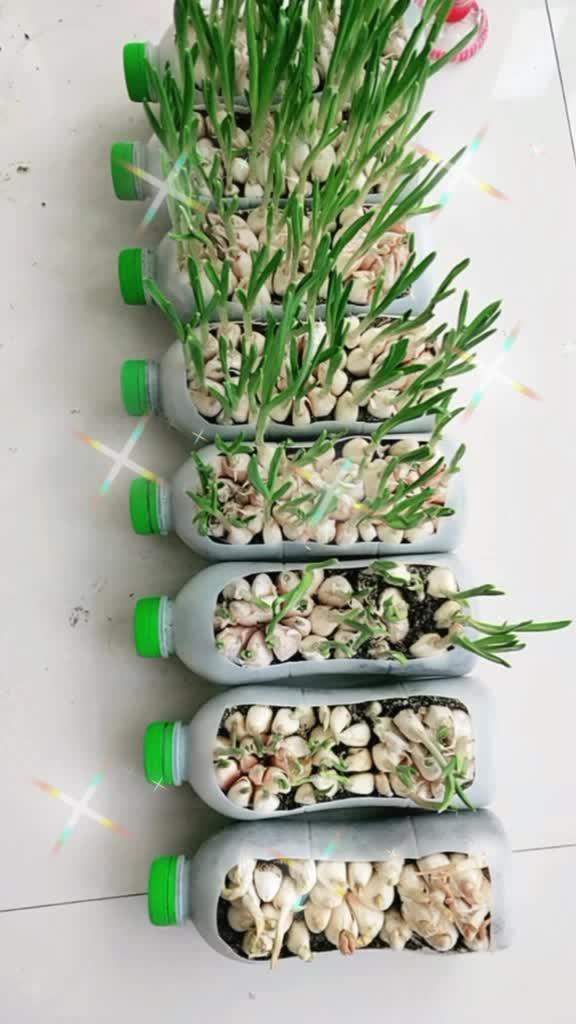 塑料瓶种菜制作方法图片