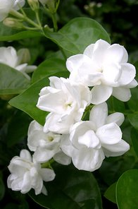 茉莉花的花语是什么?