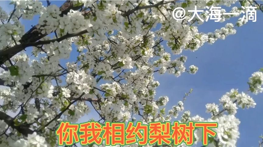 [图]《 又见梨花开 》演唱者:胡菲/制作人: 大海一滴