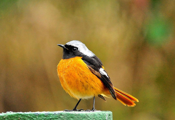 (雄性)北红尾鸲 phoenicurus auroreus ,俗称 灰顶茶鸲,红尾溜,火燕