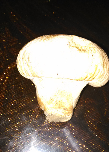 捡到一种野生菇,重庆人称之为面包菌或是包子菌,能不能吃啊?