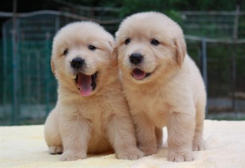 金毛眼角的红膜是怎么回事?