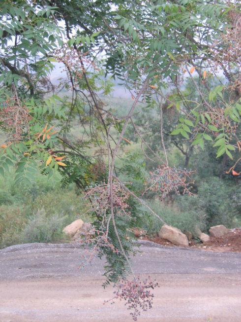 谁知道"青子树"学名是啥,生长山区半山区和柿子相同时期成熟.