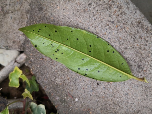 桂花树的叶背上的小黑点是什么病?