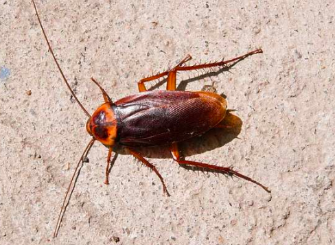 蟑螂粤语为什么叫曱甴?