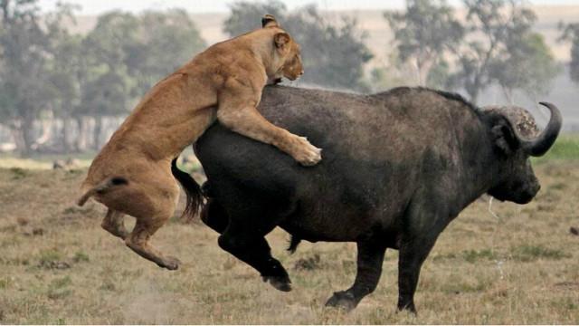 一头 水牛大战两头狮子, 水牛倒地后拼死抵抗,用力顶飞狮子
