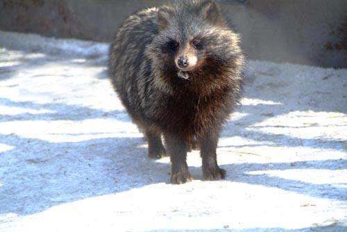 貉子毛是念he还是hao?_360问答