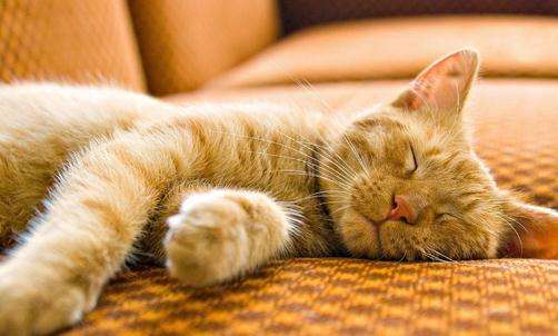 猫吐血是怎么回事?