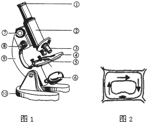 若显微镜视野观察到的是细胞质流动方向(图中