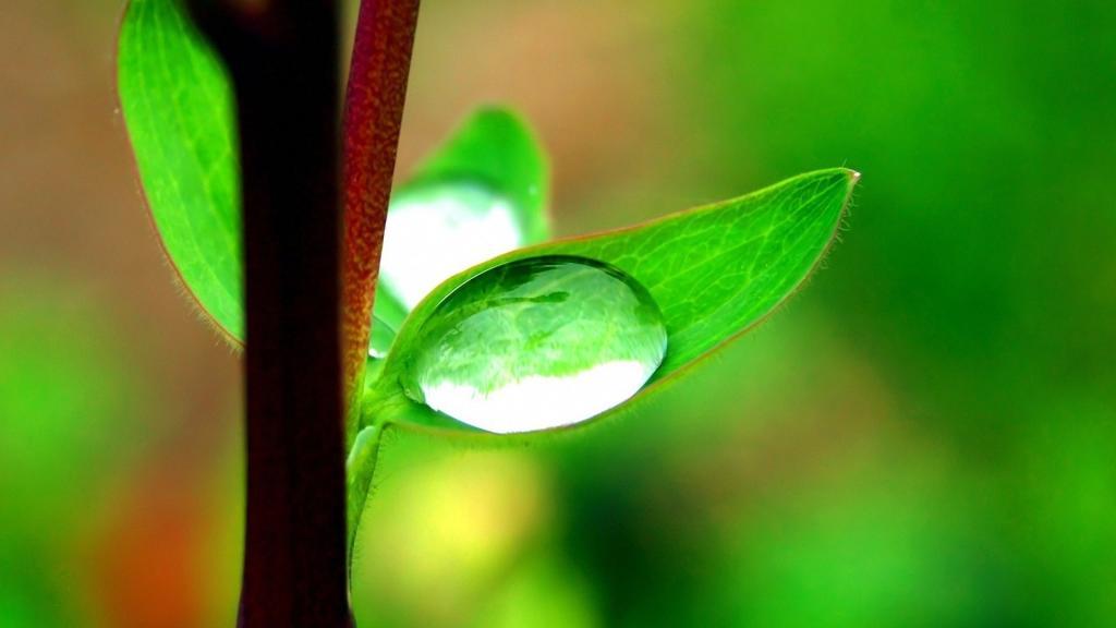 小清新植物[图6]