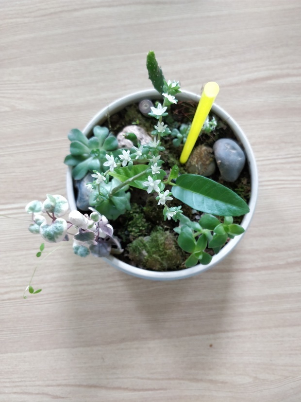 这个开白色的小花的多肉是什么植物?