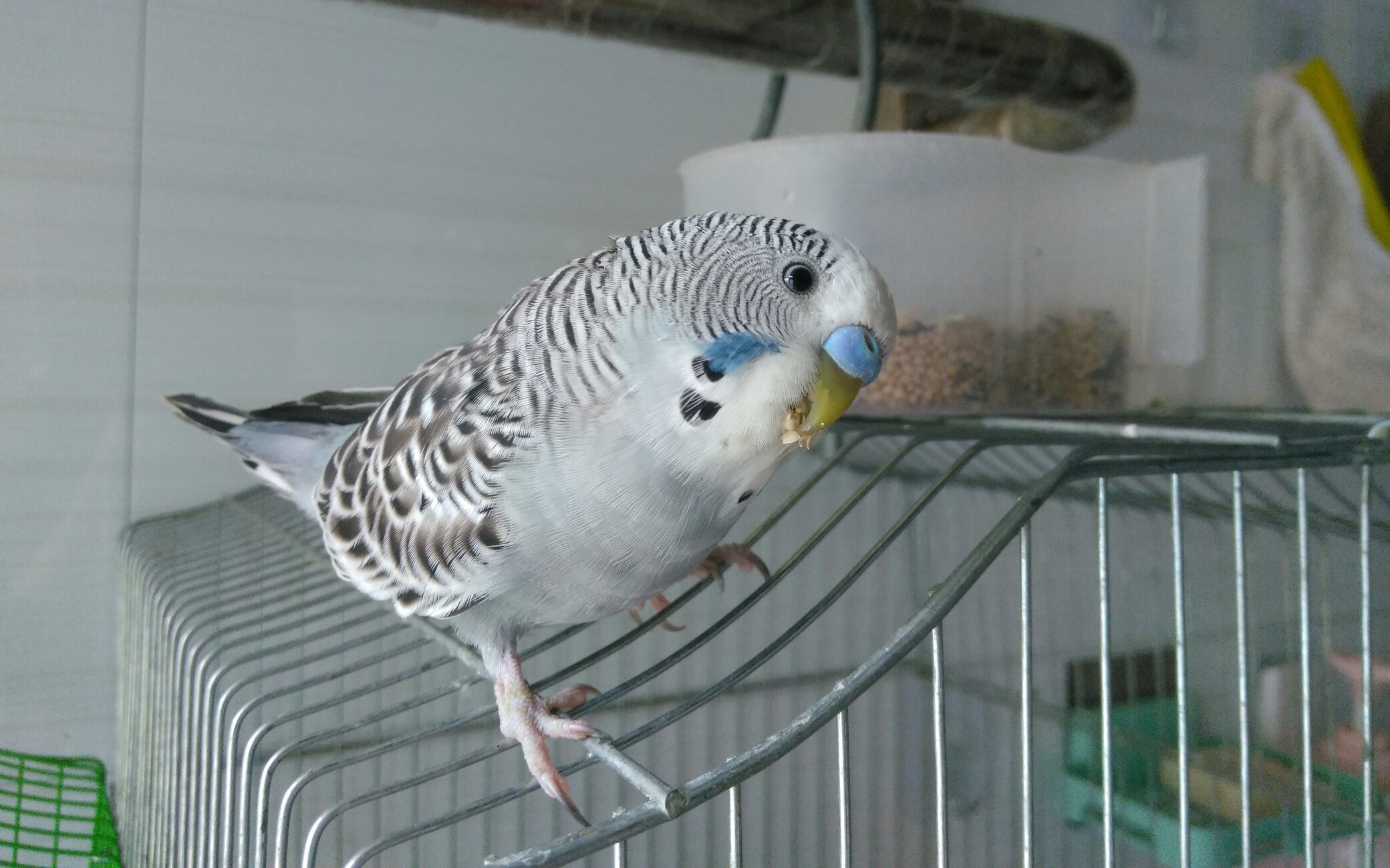 【虎皮鹦鹉】小不点,一只 相貌平平无奇,却独得全家宠爱的原始灰虎皮