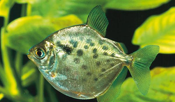 金鼓鱼 下图为  多带金鼓鱼 selenotoca multifasciatas,俗称 银鼓鱼