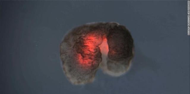 活体可编程机器人