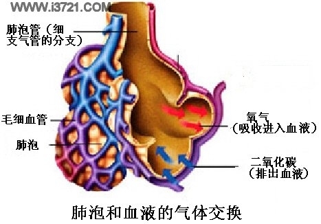 生物,肺泡壁与什么壁进行气体交换