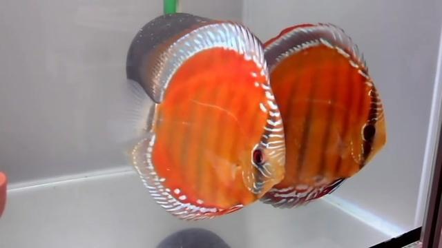 一对体型发色表现优秀的 神仙鱼精品