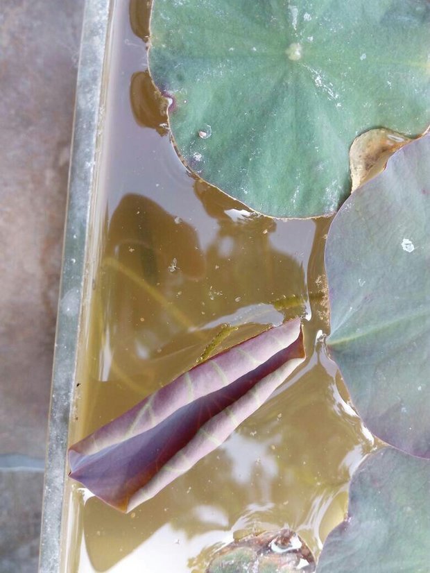 帮忙看一下是什么虫子?