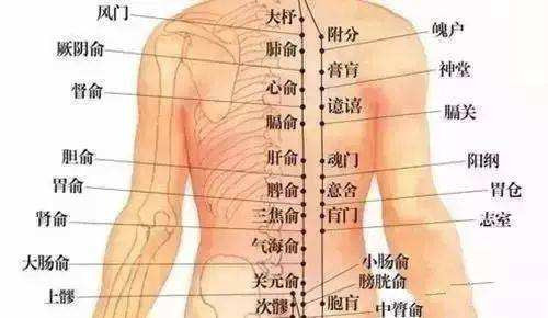 人体图腰的位置示意图图片