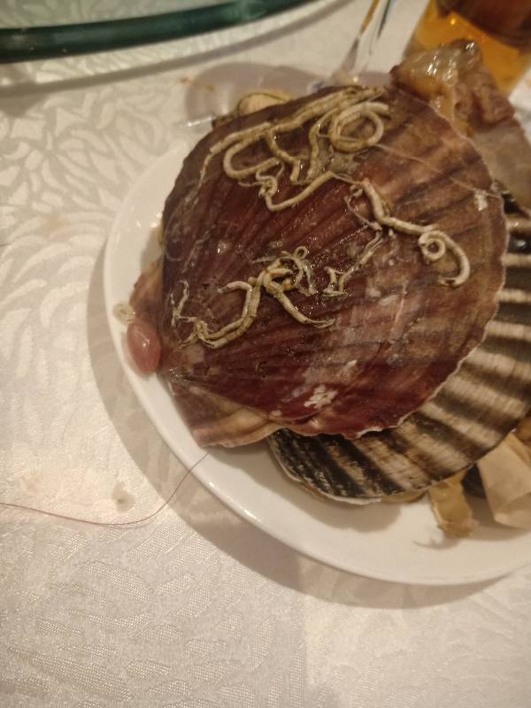 扇贝上像虫子一样的东西是什么