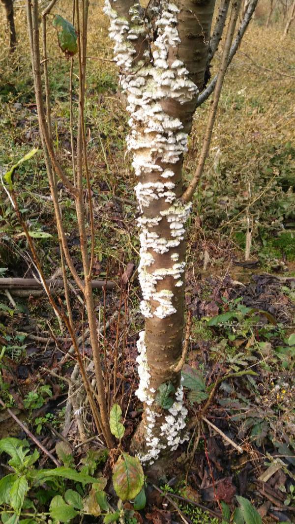 树干长白色真菌图片