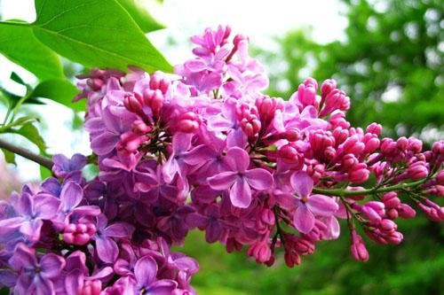 读了丁香结我会想起什么课文?诗句?