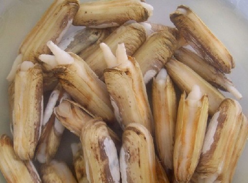 蛏子王和蛏子的区别?