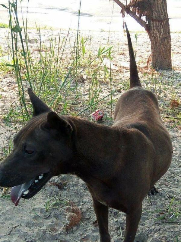 格力犬介绍图片