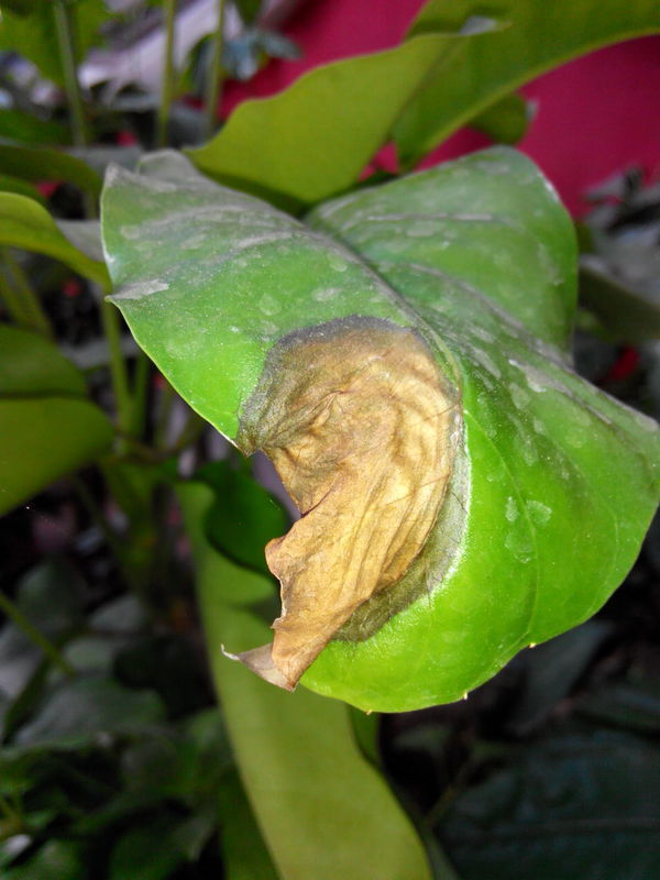 哪位动的的高手帮忙看看这大叶伞是怎么了 叶子发黑就烂了,是生病了