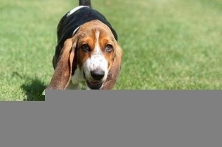 暇步士的狗是什么品种_360问答