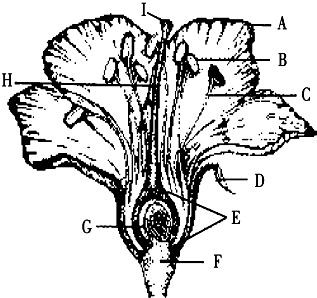 刺桐各部分形态解剖图手绘泡桐花的结构示意图郁金香剖面图使君子花