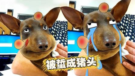 悲催狗子被蜜 蜂蜇成猪头! 主人忍不住笑了